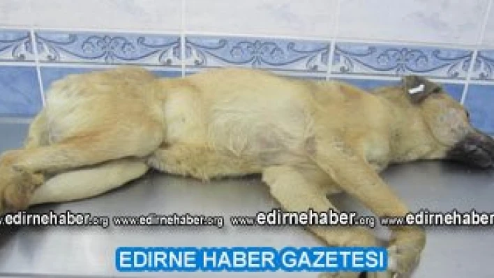 Sokak köpekleri kısırlaştırılıyor