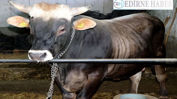 Edirne'de 1 tonluk 'Efe' 21 bin liraya satıldıÂ 