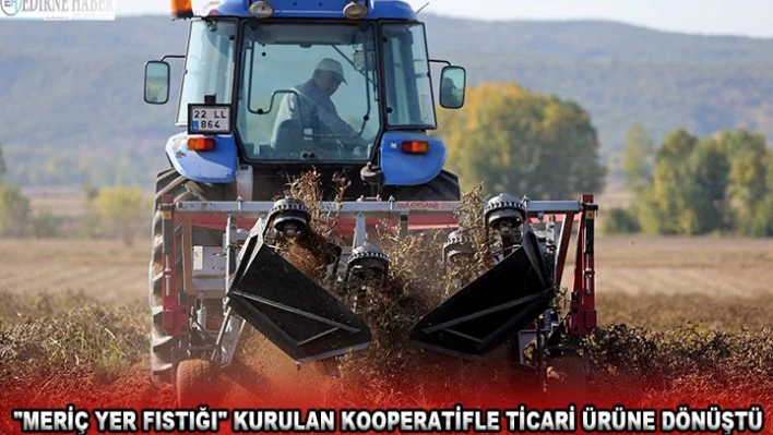 'Meriç yer fıstığı' kurulan kooperatifle ticari ürüne dönüştü