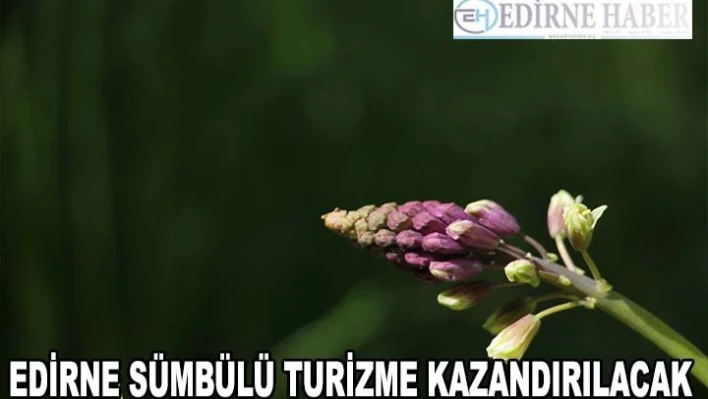 Edirne Sümbülü turizme kazandırılacak