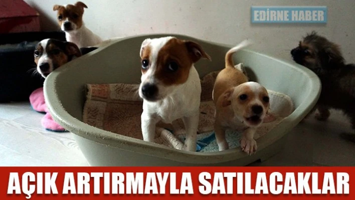 İhaleyle satılacaklar