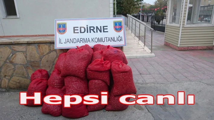 Canlı Canlı