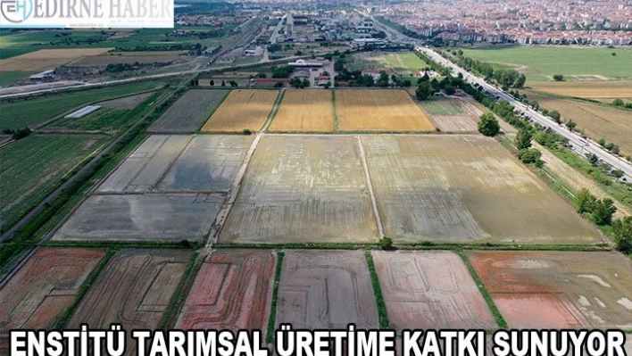 Trakya Tarımsal Araştırma Enstitüsü geliştirdiği çeltik çeşitleriyle üretime katkı sağlıyor