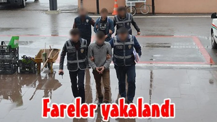 Fareler yakalandı