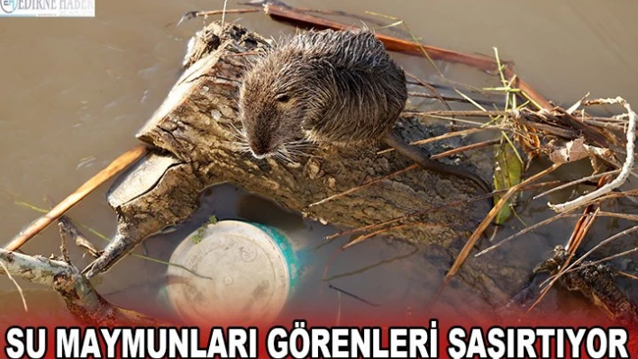 Su maymunları görenleri şaşırtıyor