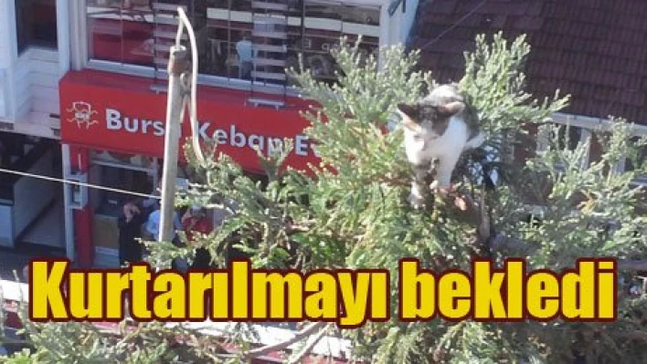 Boncuk kurtarıldı