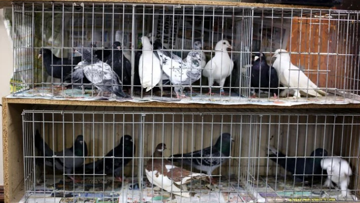 Mezat kimin için yapıldı?
