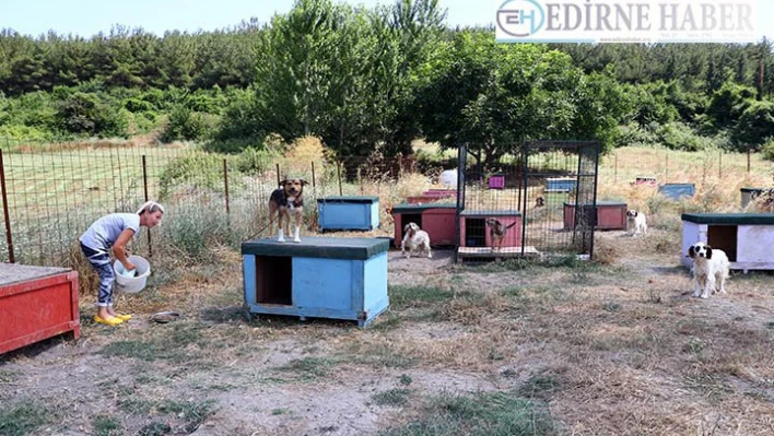 Hasta ve yaşlı köpeklerin gönüllü bakıcısı