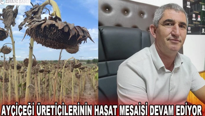 Ayçiçeği üreticilerinin hasat mesaisi devam ediyor