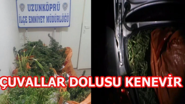 Çuvallar dolusu Hint Keneviri