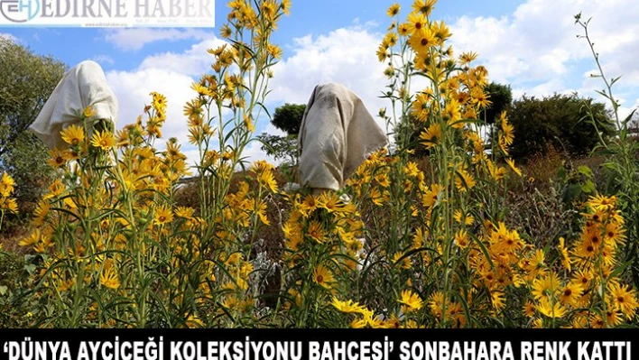 'Dünya Ayçiçeği Koleksiyonu Bahçesi' sonbaharı renklendirdi