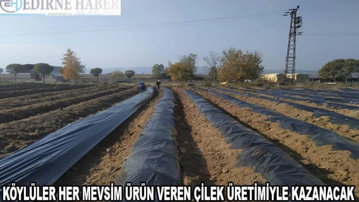 Edirne'de köylüler her mevsim ürün veren çilek üretimiyle kazanacak