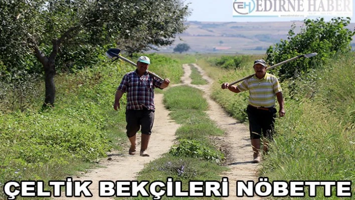'Çeltik bekçileri' nöbette
