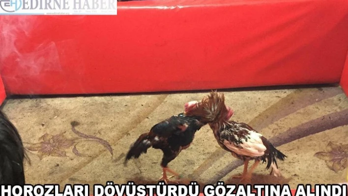 Horozları dövüştürdü  gözaltına alındı