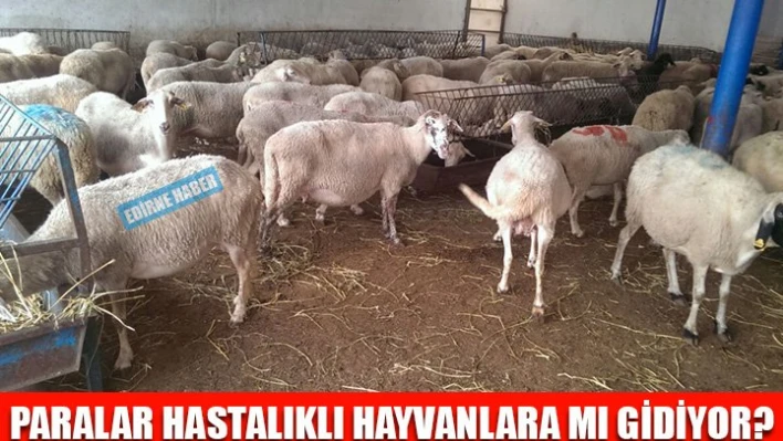 Kurban kesiminde oyun mu?