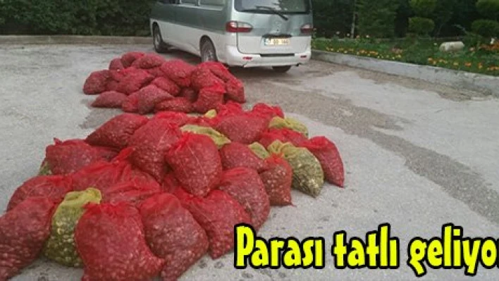 Parası tatlı geliyor