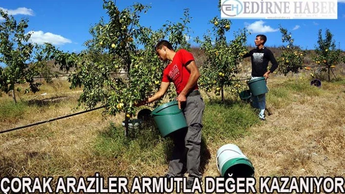 Edirneli köylüler çorak arazileri armutla değerlendiriyor