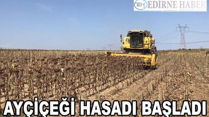 Ayçiçeği hasadı başladı