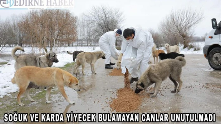 Kar ve soğukta yiyecek bulamayan sokak hayvanları unutulmadı