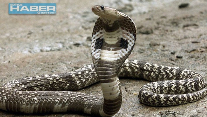 Yılan ısırdı
