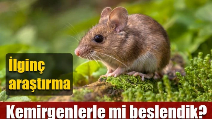 Kemirgen yemiş olabiliriz