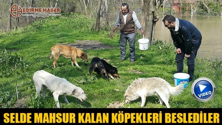 Mahsur kalan köpekleri beslediler