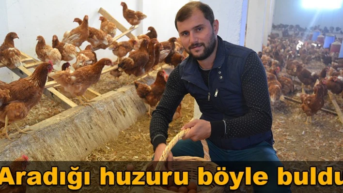 Tavuk yetiştir, huzuru bul