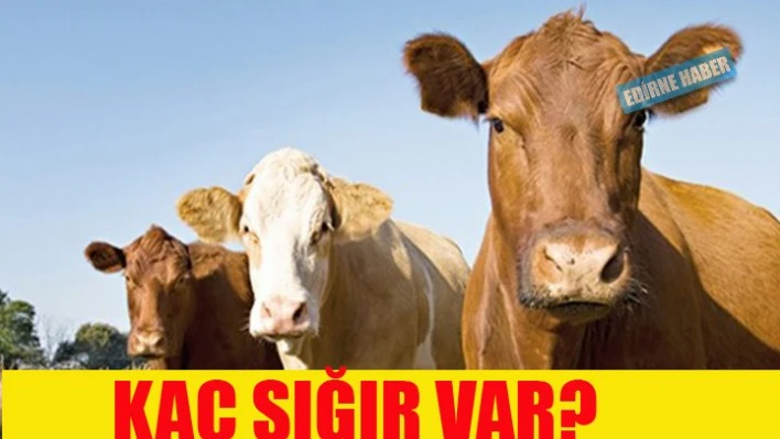 Edirne'de kaç Sığır var?