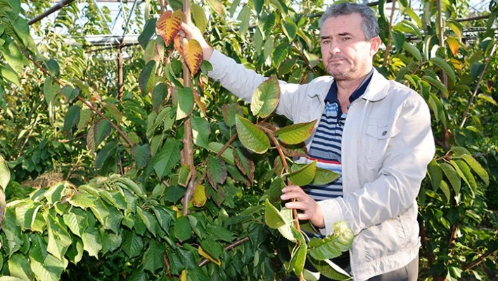 Serada üretim yapacak