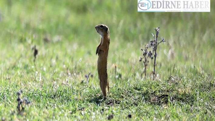 Edirne'de yaban hayatı fotokapana yansıdı