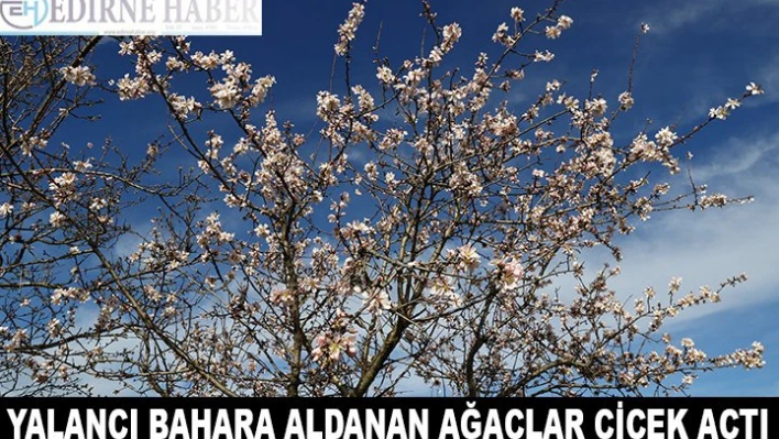 Yalancı bahara aldanan ağaçlar çiçek açtı