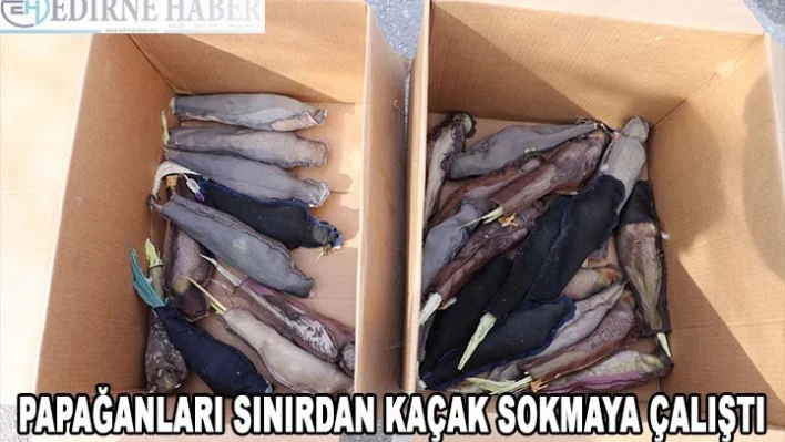 Papağanları sınırdan kaçak sokmaya çalıştı