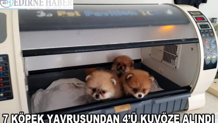 7 köpek yavrusundan 4'ü kuvöze alındı