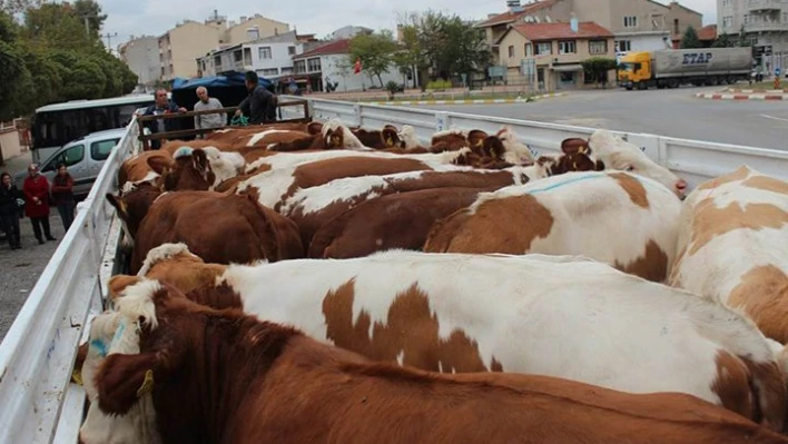Düveler teslim edildi