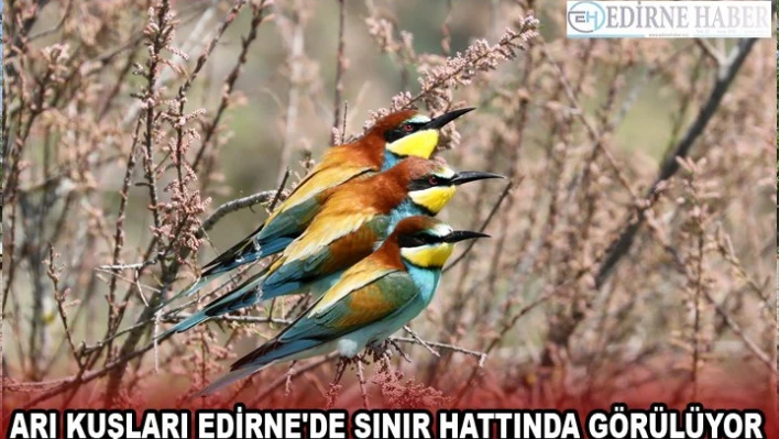 Yuvalarını toprakta açtıkları oyuklara yapan arı kuşları Edirne'de sınır hattında görülüyor