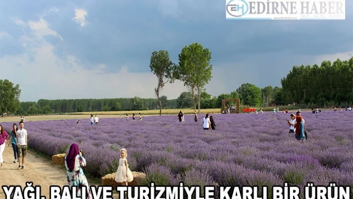 Yağı, balı ve turizmiyle karlı bir ürün: Lavanta