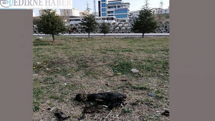 Varilin içinde kediyi yakan kişi ya da kişiler polis ekiplerince aranıyor