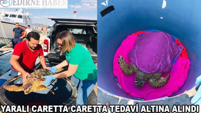 Yaralı caretta caretta tedaviye alındı