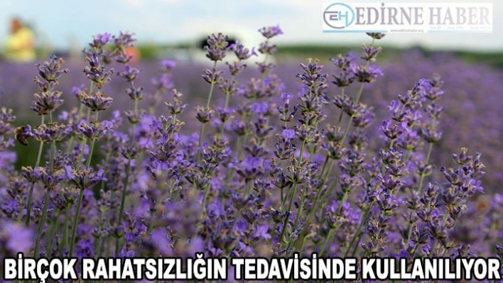 Uykusuzluk, depresyon, ağrı ve yaranın ilacı: Lavanta