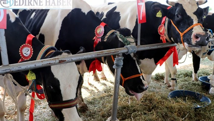 'Holstein İnek' güzellik yarışması