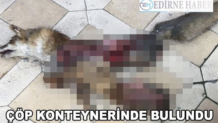 Çöp konteynerinde ölü tilki bulundu