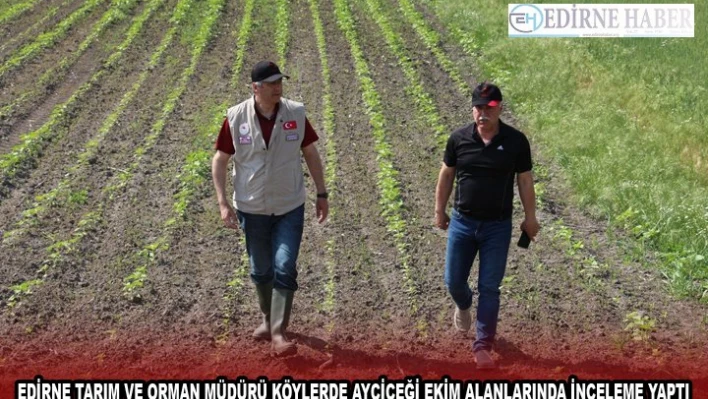 EDİRNE TARIM VE ORMAN MÜDÜRÜ KÖYLERDE AYÇİÇEĞİ EKİM ALANLARINDA İNCELEME YAPTI