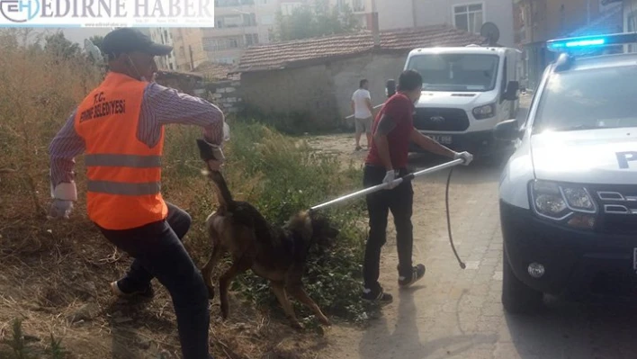 Bahçe teline takılan köpek kurtarıldı