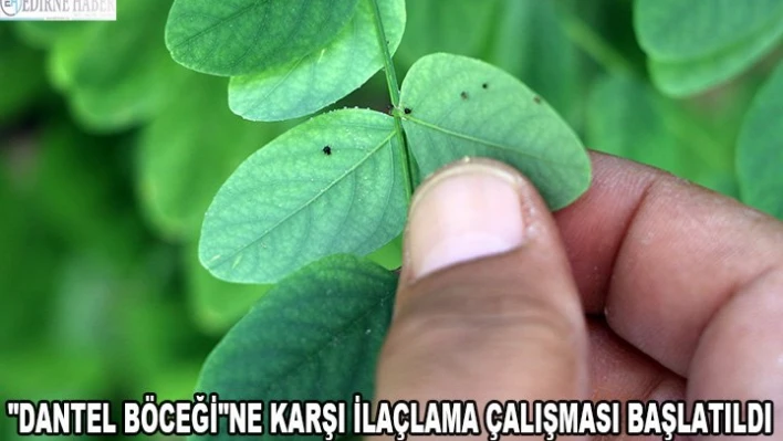 'Dantel böceği'ne karşı ilaçlama çalışması başlatıldı