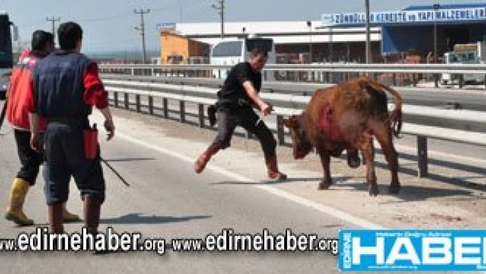 Karayolu mezbaha oldu