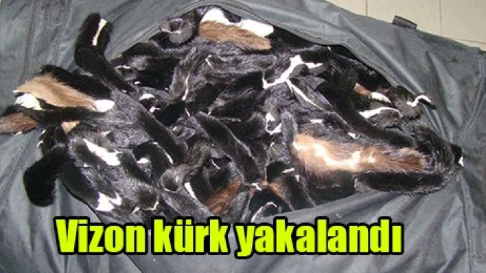 Vizon kürk yakalandı