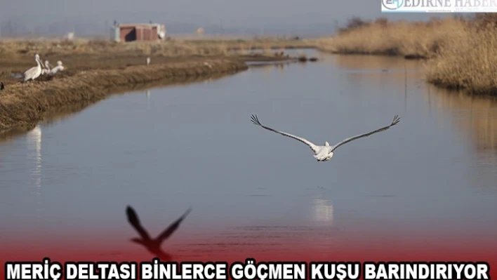 Meriç Deltası binlerce göçmen kuşu barındırıyor