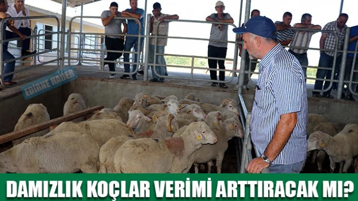 Yemelik değil, damızlık