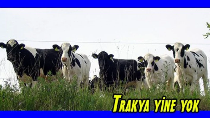 Trakya yine yok