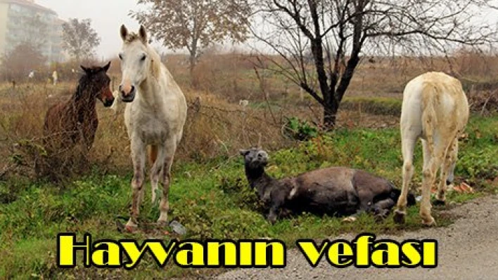 Hayvanın vefası
